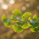ginkgo biloba jaki wybrać