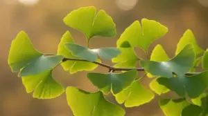 ginkgo biloba jaki wybrać