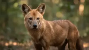 Zwierze Na D zwierzę na d